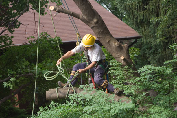 Trusted Gallatin, MO Tree Services Experts