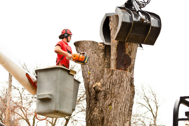 How Our Tree Care Process Works  in  Gallatin, MO